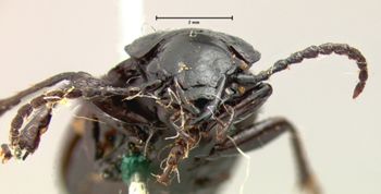 Media type: image;   Entomology 5604 Aspect: head frontal view